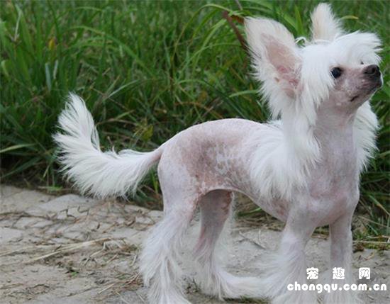 管理冠毛犬时需要注意什么问题 性格特征