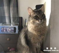 <b>索马里猫有什么缺点</b>