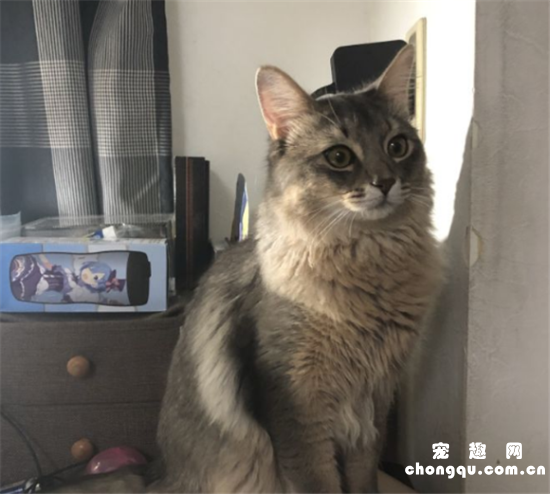 索马里猫有什么缺点