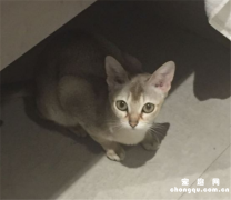 新加坡猫的缺点是什么