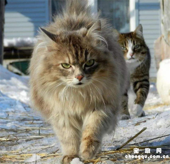 西伯利亚猫的缺点是什么