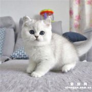 <b>猫一天没拉屎正常吗?</b>