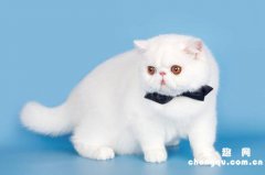 <b>猫咪不埋屎怎样解决?</b>