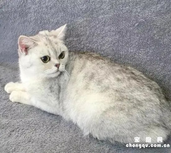 ​猫把药吐出来要不要重新喂