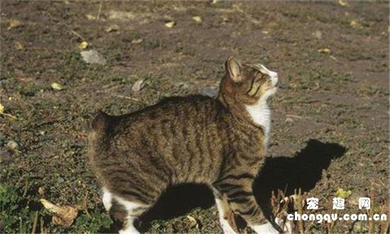 曼岛无尾猫多大绝育比较好