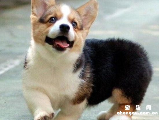威尔士柯基犬的优点是什么