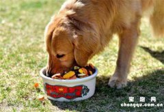 如何训练让狗不滥吃食物