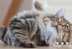 <b>缅因猫的体重是多少</b>