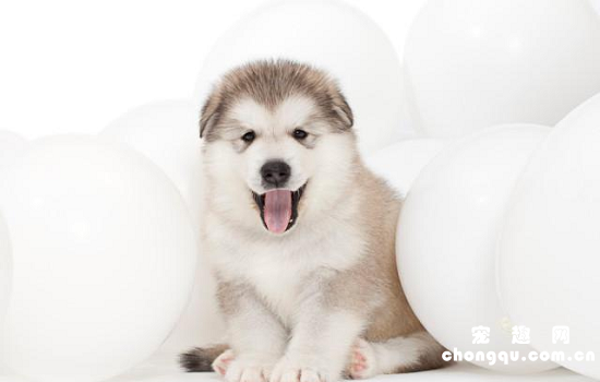 ​新手怎么养阿拉斯加犬