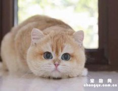 <b>猫可以吃熟的蛋白吗</b>