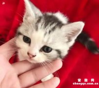 猫咪突然口水粘稠腥臭怎么治疗