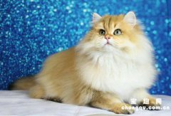 <b>猫咪身上有跳蚤怎么办?怎么彻底消灭它们?</b>