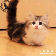 小猫便血是怎么回事儿?