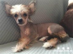 <b>冠毛犬怎么挑选 有什么显著特色</b>