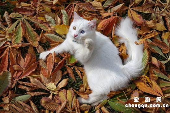 土耳其梵猫有几种颜色