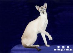 重点色短毛猫外形特征