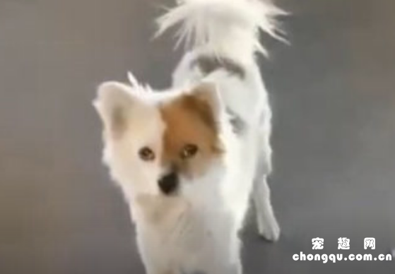 <b>郑州“忠犬八公”：主人已去世两年，狗狗天天守在门口“哭”</b>