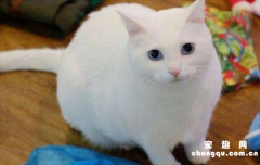 <b>​全白的猫是什么猫</b>
