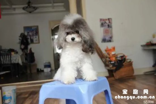 小狗眼睛流眼泪泪痕太重怎么办