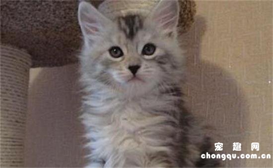 缅因猫的性格特征