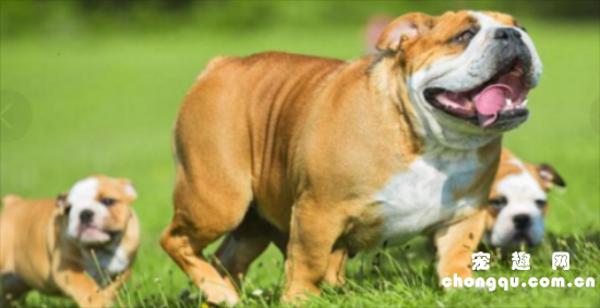 英国斗牛犬喜欢什么
