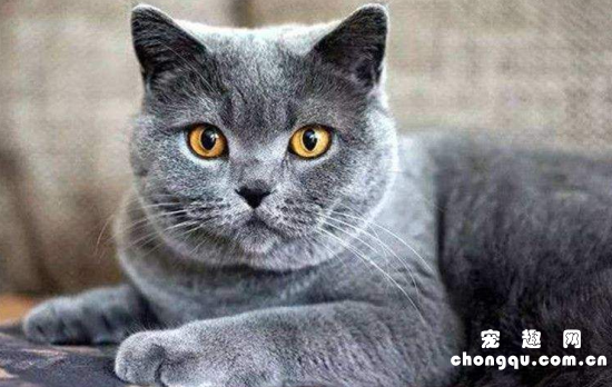 夏特尔猫一般多大发腮