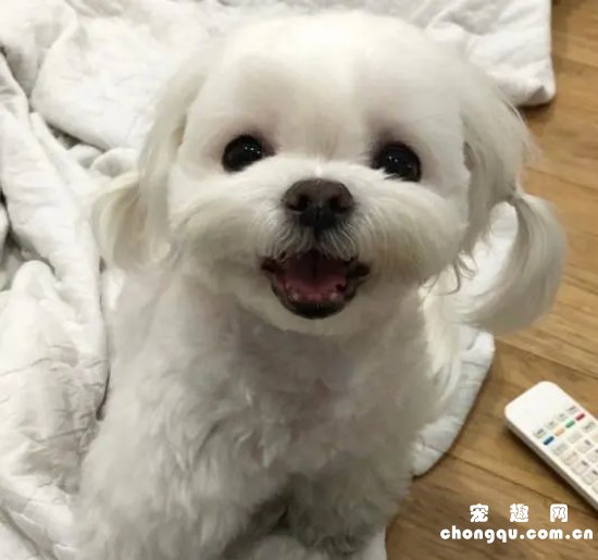 马尔济斯犬为什么有泪痕