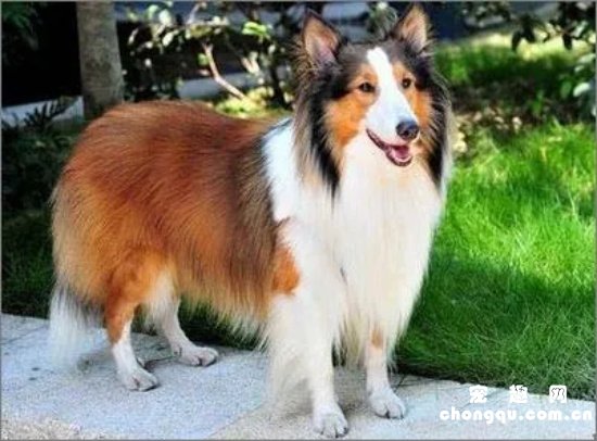 喜乐蒂牧羊犬怎么养