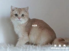 <b>猫咪羊水破了是什么样子的</b>