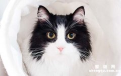 <b>猫咪挨打了记仇吗</b>