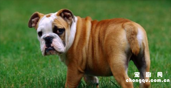 英国斗牛犬该怎么喂养