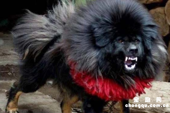 鬼獒饲养有什么注意点