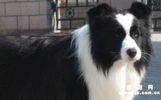 长须柯利牧羊犬机灵吗