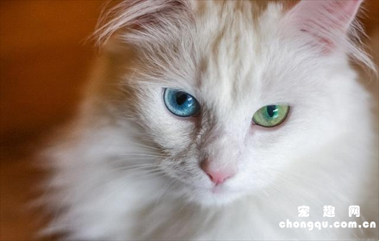 ​猫咪异瞳是好是坏