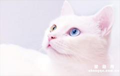 ​猫咪最常见的眼睛颜色