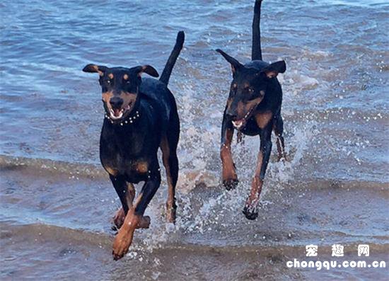 艾分杜宾犬机灵吗