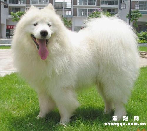 萨摩耶吃什么食物