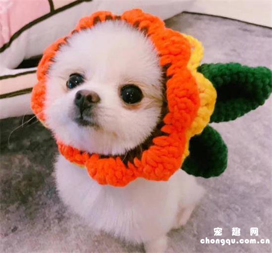 白毛狗狗