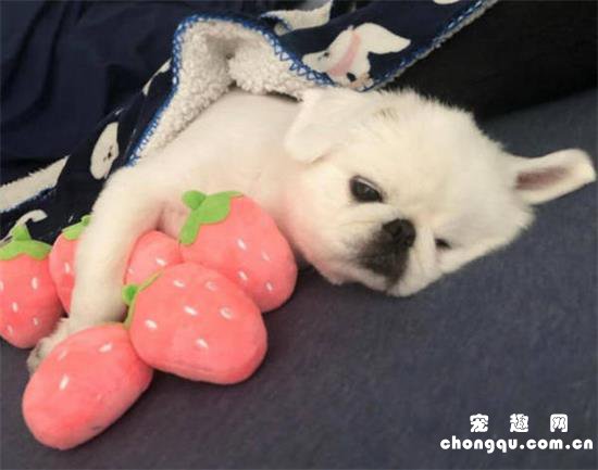 可爱狗狗