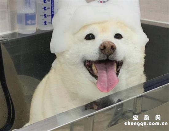 狗狗洗澡