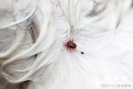 狗狗被蜱虫叮咬后如何处理