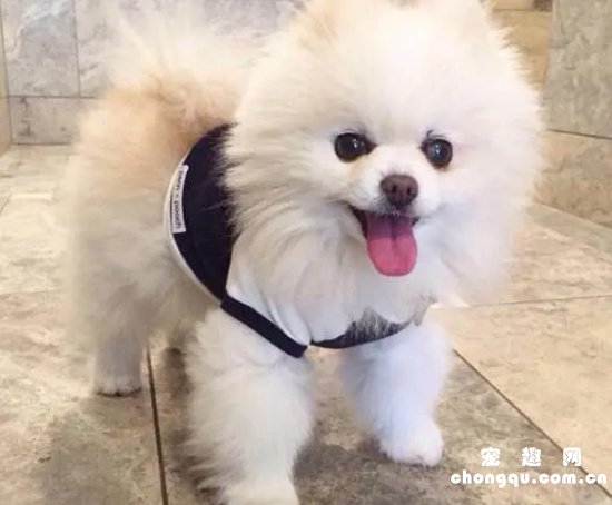 博美犬怎么喂养？