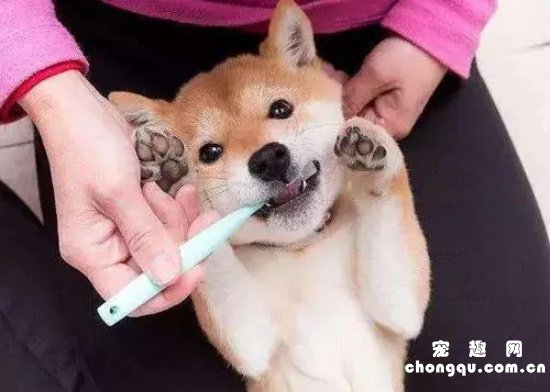 狗狗牙石清除小窍门