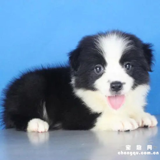 边牧幼犬吃什么更健康？