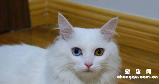 山东狮子猫会发腮吗