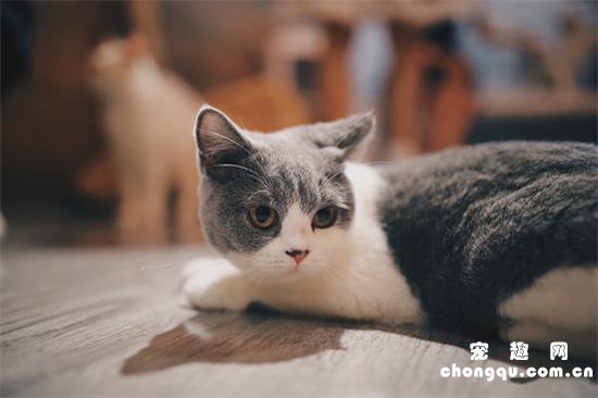 英国短毛猫适合吃什么