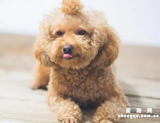 小狗缺钙的症状有哪些症状