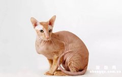 <b>猫咪挠耳朵是怎么回事?</b>