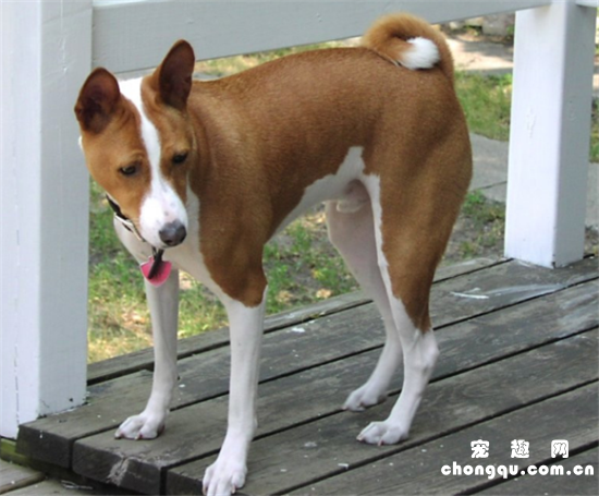购买贝生吉犬的注意事项