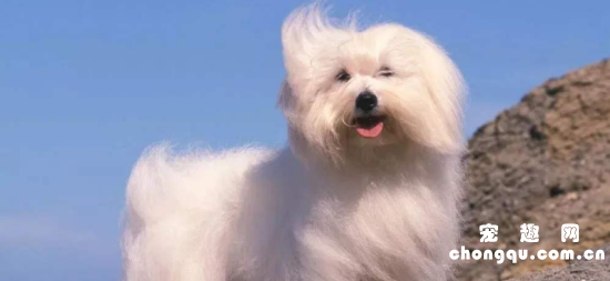 博洛尼亚比熊犬吃多了拉稀怎么办
